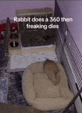 Rabbit Fun GIF