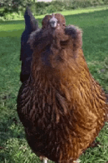 Chickens GIF