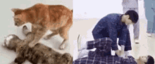 Roleoutsold Cat GIF - Roleoutsold Cat Doing GIFs
