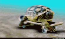 Cool Skateboard GIF - Cool Skateboard Turtle GIFs