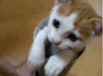 Cats GIF - Cat Dont Touch Me Kitty GIFs