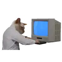 a cat wearing a white shirt is typing on a keyboard