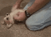 Corgi Puppy GIF - Corgi Puppy Paws GIFs