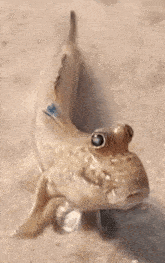 Fish Confused GIF - Fish Confused Shocked GIFs