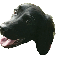 Loldog Blackdog Sticker - Loldog Lol Dog Stickers