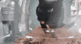 Cat Cat Suspicious GIF - Cat Cat Suspicious Cat Confused GIFs