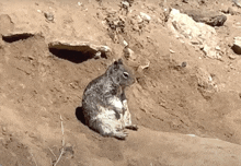 a squirrel is sitting in the dirt near a hole in the ground