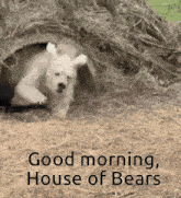 a polar bear cub peeking out of a hole with the words good morning house of bears below it