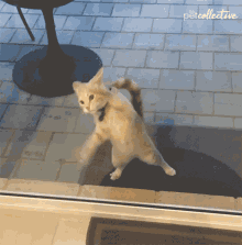 Cat Standing GIF - Cat Standing Let Me In GIFs
