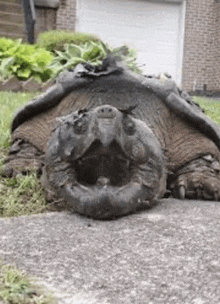 Snapping Turtle GIF - Snapping Turtle GIFs