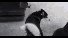 a husky dog is standing on a carpet in front of a couch .