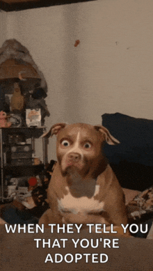 a picture of a dog with a caption that says ' when they tell you that you 're adopted ' on it