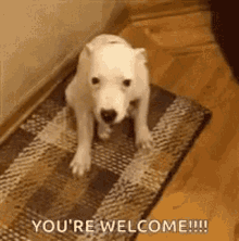 Smile Youre Welcome GIF - Smile Youre Welcome Thanking GIFs