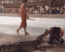 slide prank crocodile scared startled