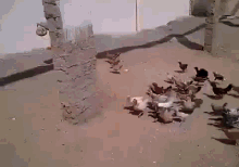 a flock of chickens are standing on a dirt floor