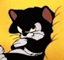 Angry And Confused Cat GIF - Angry And Confused Angry Confused GIFs
