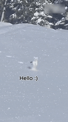 a white cat walking in the snow with the words hello written below it