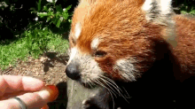 Want GIF - Red Pandas Hungry Cute GIFs
