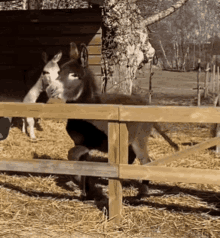 Donkey Fence GIF - Donkey Fence GIFs