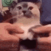 a close up of a person petting a cat 's paw .