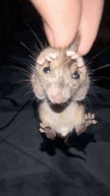 a person is holding a small brown mouse in their hands