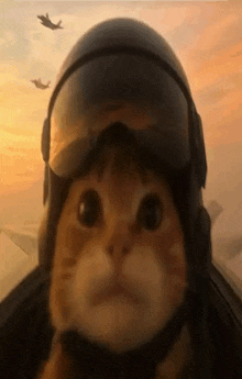 a cat wearing a pilot 's helmet and goggles is looking at the camera .