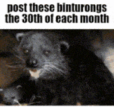 a picture of a rat with the words post these binturongs the 30th of each month