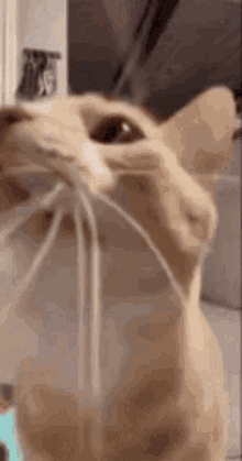 Cat GIF - Cat GIFs