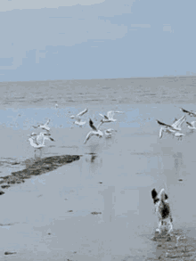 Chasing Birds Seagulls GIF - Chasing Birds Seagulls Dog GIFs
