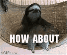 How About No Sloth GIF - How About No Sloth No GIFs