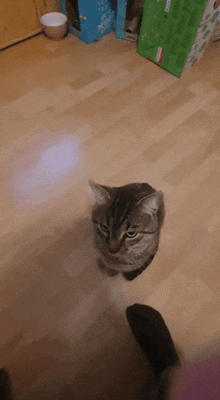 Cat Bonk Cat Bunt GIF - Cat Bonk Cat Bunt Forehead Love Attack GIFs