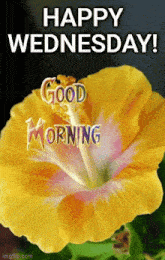 Wednesday Morning GIF - Wednesday Morning GIFs