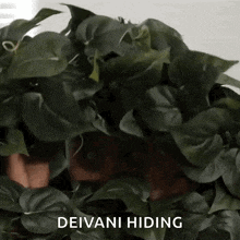 a person is hiding behind a plant with the words deivani hiding below them