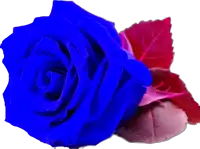 a blue rose is surrounded by red leaves