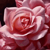 цветочек роза GIF - цветочек роза красота GIFs
