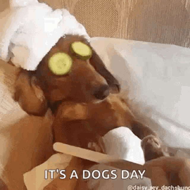 Using Gifs To Introduce You To Dog Days 