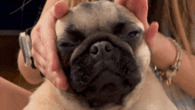 Pug Squish Face GIF - Pug Squish Face Pug Love GIFs