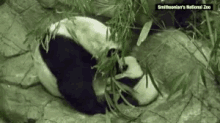 Pandas Baby GIF - Pandas Baby Cute GIFs