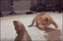 Cat Play Time GIF