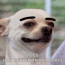 a dog with fake eyebrows is smiling and says dogs just better than people .