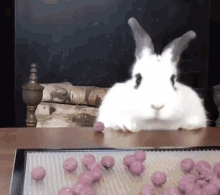 Rabbit GIF - Rabbit GIFs