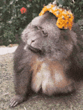 a monkey with a pineapple on its head looks at the camera