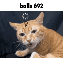 a cat with a question mark on its forehead and the words balls 692 above it