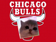 a chicago bulls logo with a picture of a cat on it