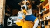 a jack russell terrier is holding a bottle of orange juice in a garage .