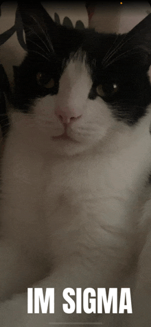 a black and white cat with the words im sigma written below it