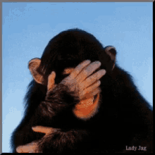 Chimp Laughing GIF - Chimp Laughing Face Palm GIFs