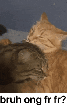 Cat Cuddle GIF - Cat Cuddle Bruh GIFs