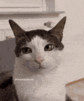 Annoyed Cat Bored Cat GIF - Annoyed Cat Bored Cat Rolling Eyes Cat GIFs