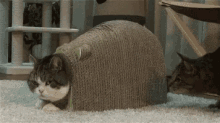 Cat Shocked GIF - Cat Shocked Lick GIFs